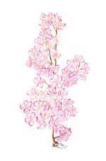 Sakura painting 2. Hand painting cherry blossom in mankai (full bloom). 