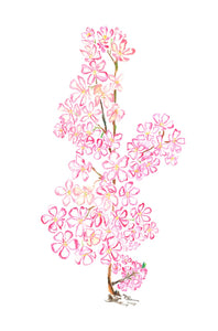 Sakura painting 2. Hand painting cherry blossom in mankai (full bloom). 
