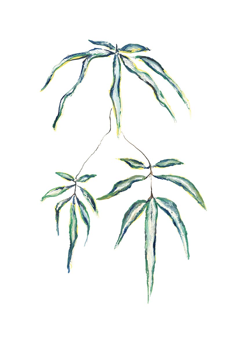 Hand painted Japanese willow consisting of three distinct branched leaves. Top centre spiders out with two small leaves draping towards the bottom.